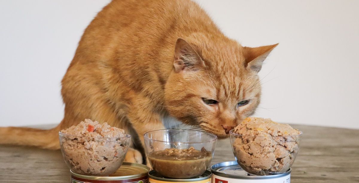 Orange Short Hair Tabby Eating Dave's Wet Canned Cat Food