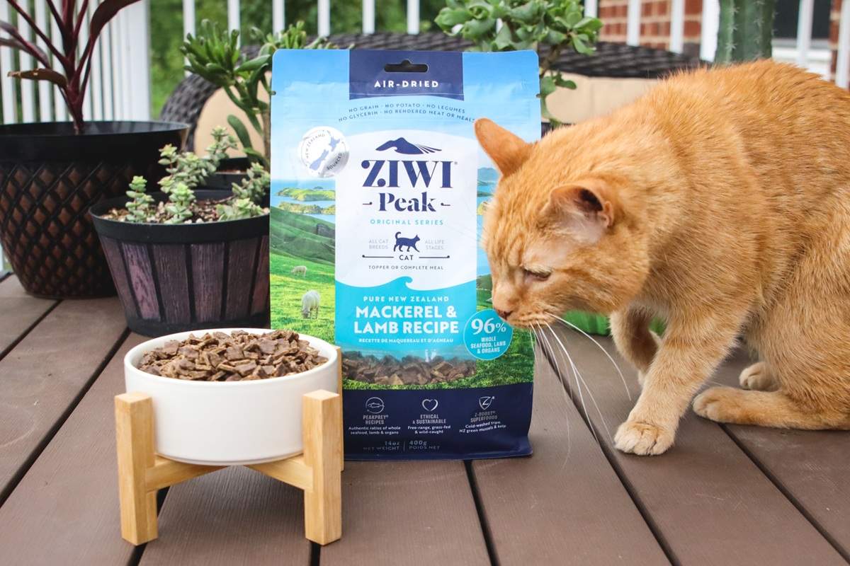 Orange Short Hair Tabby With Ziwi Peak Mackerel & Lamb Recipe Air Dried Dry Cat Food