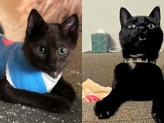 Rambo the Disabled Cat Changed His Parents' Lives Forever