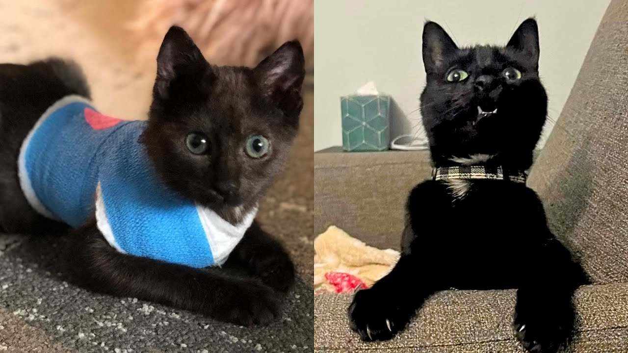 Rambo the Disabled Cat Changed His Parents' Lives Forever
