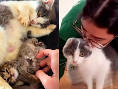 She Saved This Sick Cat and Her Kitten from the Streets