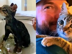 Shutdown Foster Kitten Wins Over His Family's Hearts