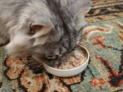 Siberians eating cat food