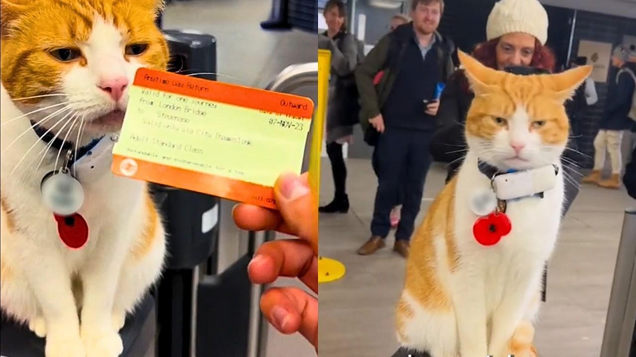 This Cat Has Made the Local Train Station her Second Home