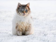 White cat with blue eyes sitting in the snow