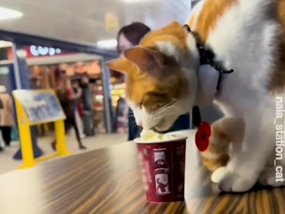 Who is Nala the cat
