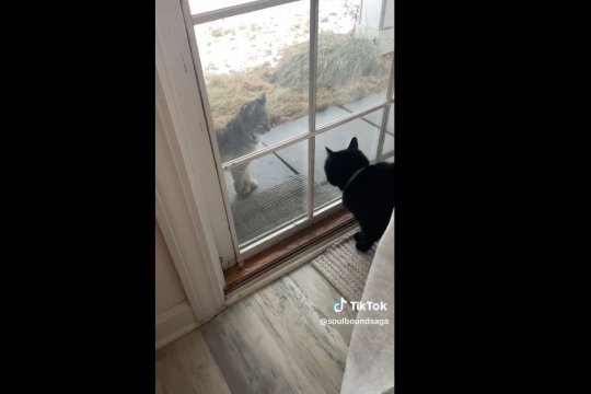 Man’s Cat Won’t Stop Meowing at Window at Surprise Bobcat Cub