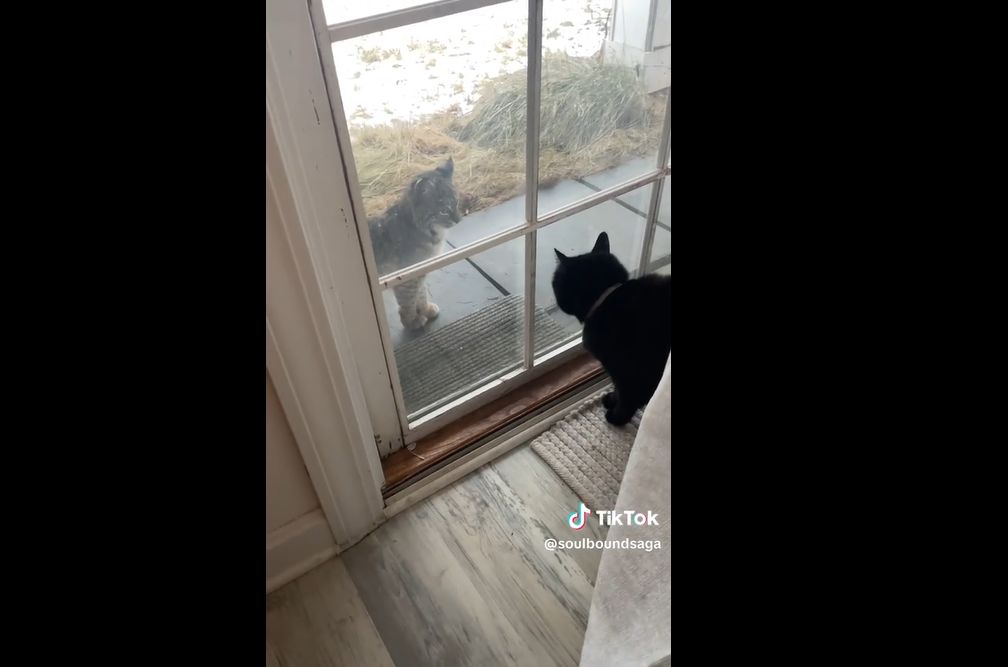 cat meowing at bob cat