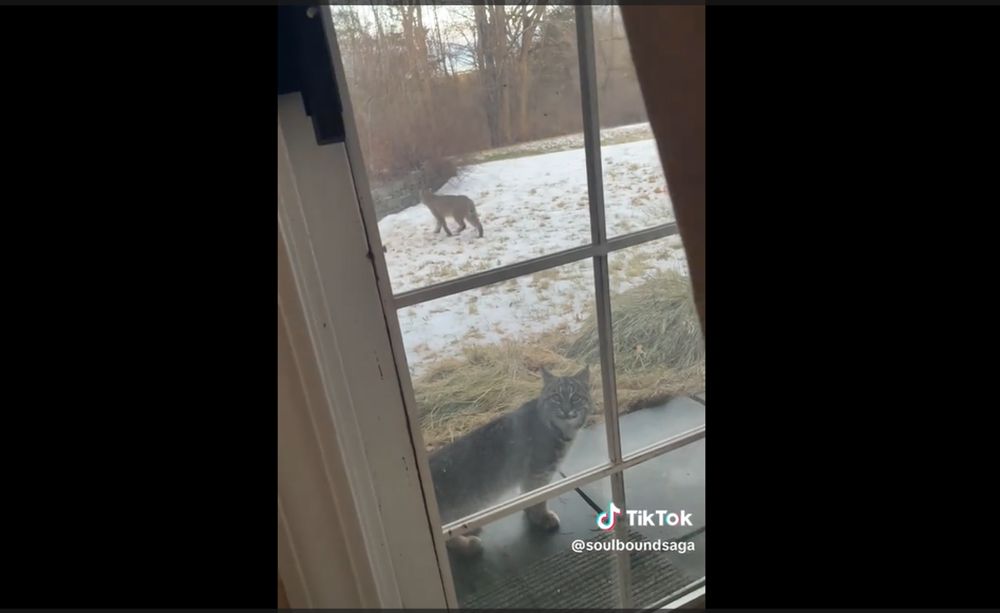 cat meowing at bobcat