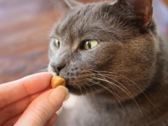 cat treats
