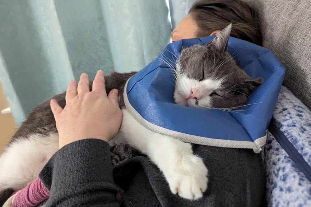 elvis hugging human