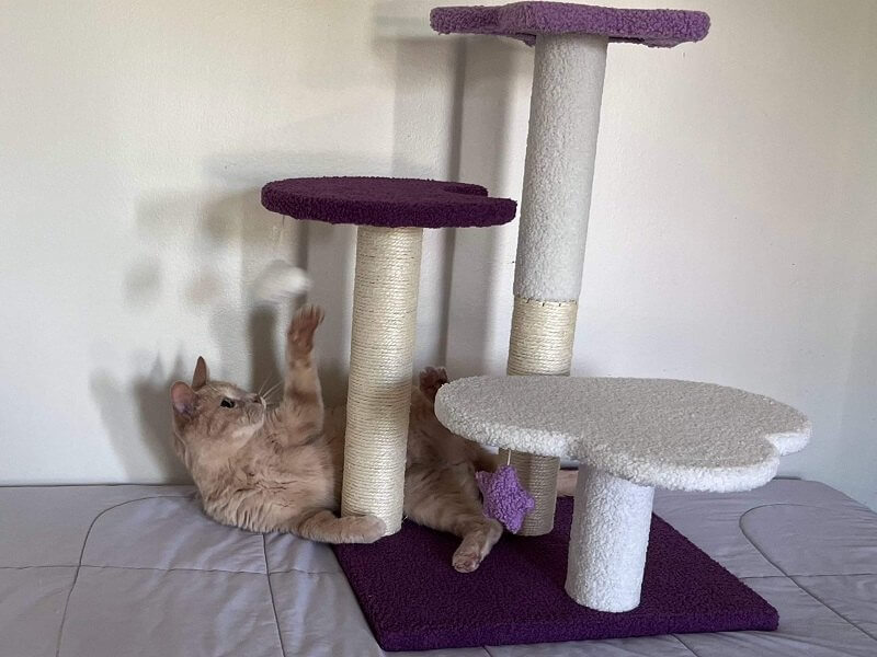  Cat trees are a great way to add enrichment
