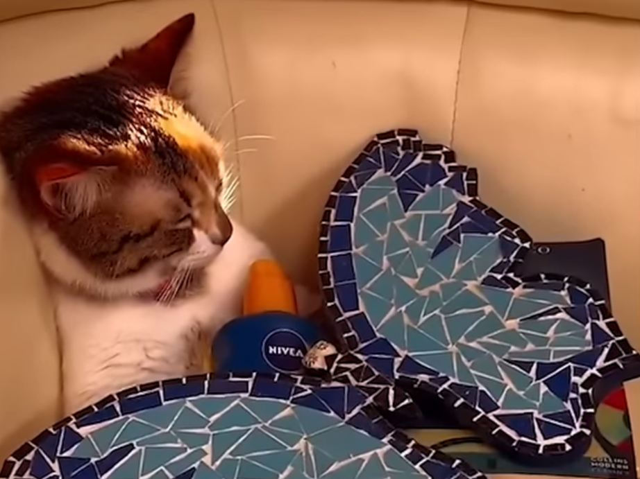 A cat for Christmas