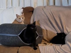 A large cat bed on a couch with three cats