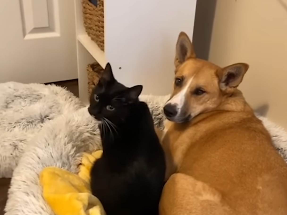 Adding more cats to the family