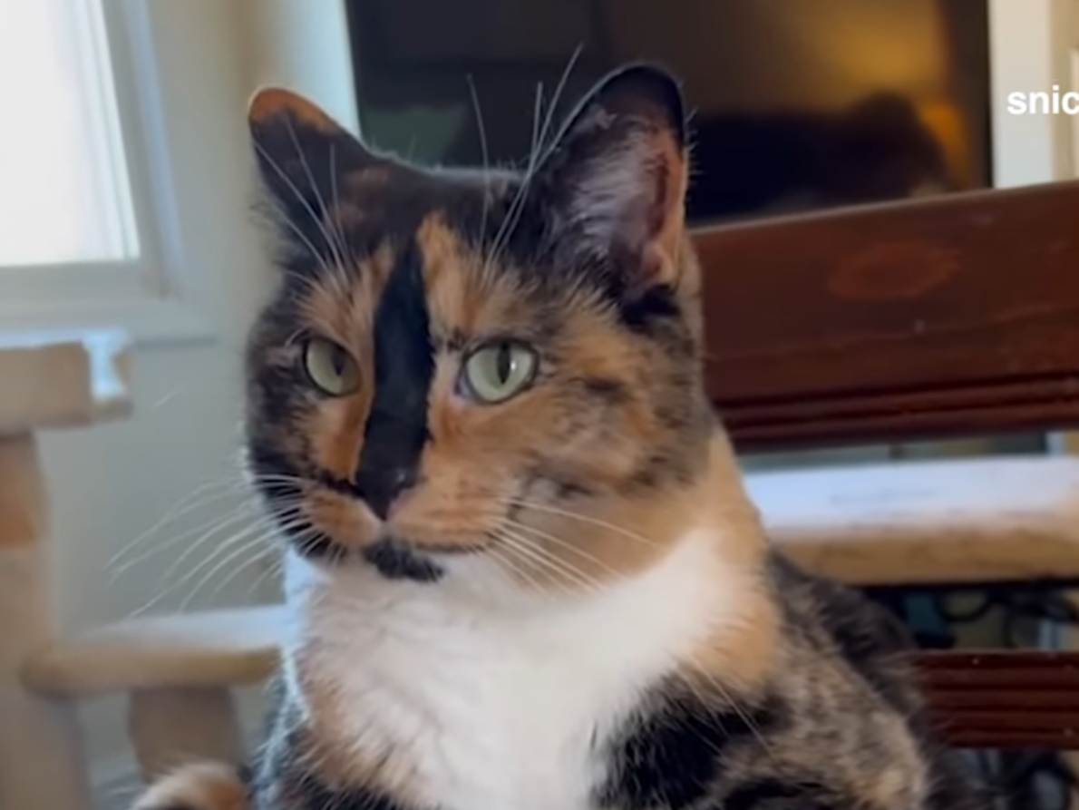 Becoming the smiling cat