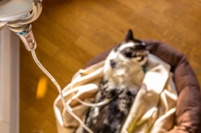 View of Chronic Kidney Disease in Cats: Causes, Symptoms, and Treatment - Cats.com