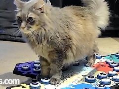 Cat Alerts Mom