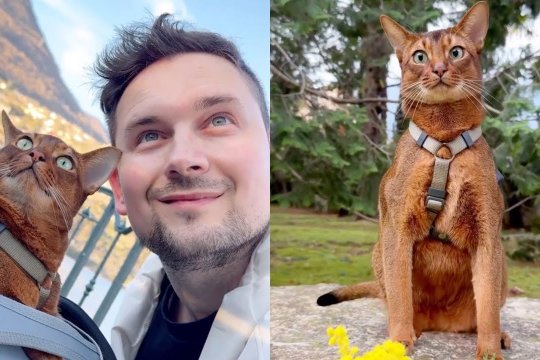 This Cat Surprises Everyone with his Friendly Nature