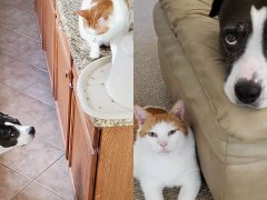 Cat and Pit