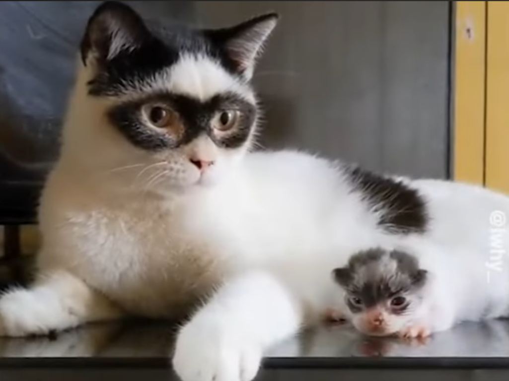 Cat coat genetics