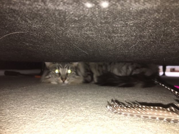 6 Reasons for Unprovoked Aggression in Cats & How To Help - Cats.com