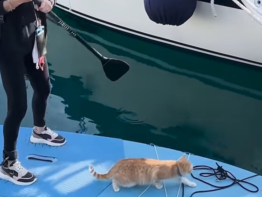 They Adopted Two Stray Cats on a Boat Then Their Lives Changed Forever ...