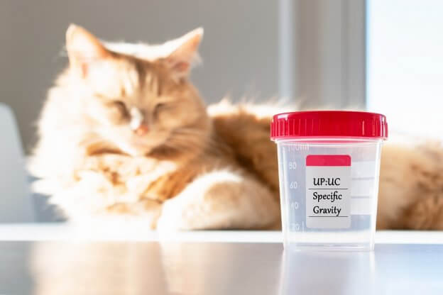 A closer look at Kidney Function In Feline Utis