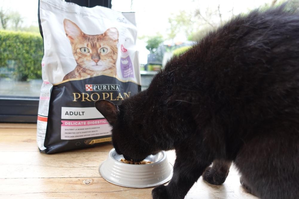cat eating Pro Plan Delicate Digestion Dry Cat Food