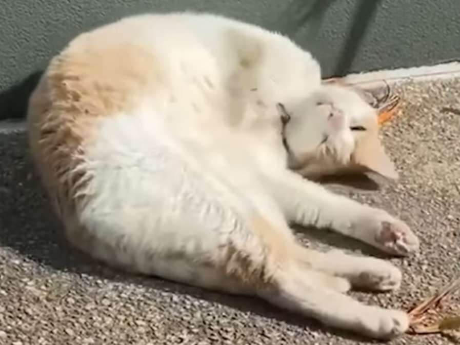 Should cats go outside?