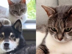 This Cat Sang