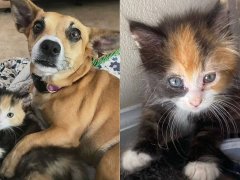 This Kitten Was Adopted by Her Dog Mama-compressed