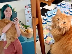 This Talking Cat