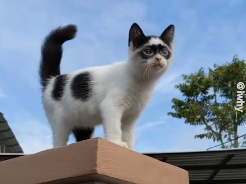 Zorro Jr.