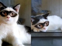 Zorro the cat