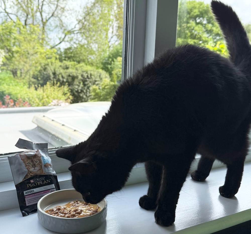 Pro Plan Delicate Digestion Wet Cat Food