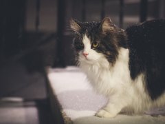 cat winter outside