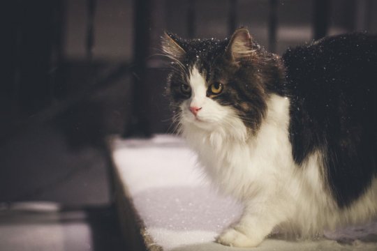 Can Cats See in the Dark?