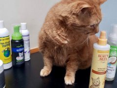 orange cat with cat shampoos