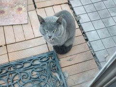 tommy the feral cat