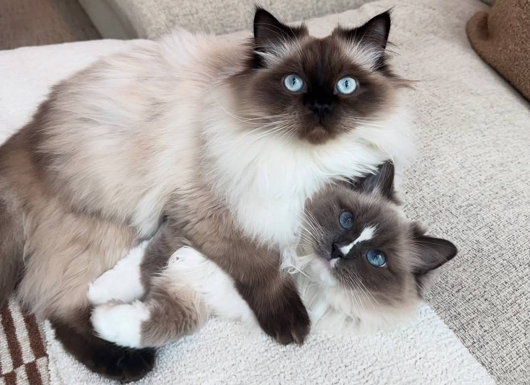 Biscuit and Muffin