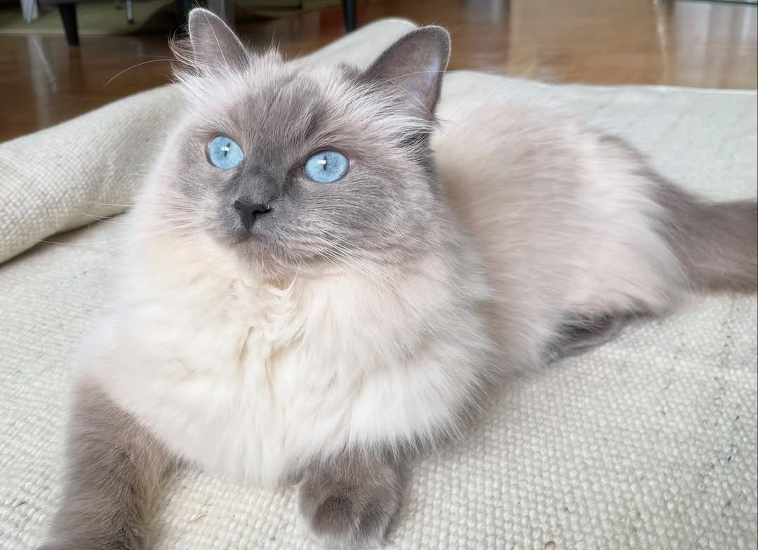adele the ragdoll