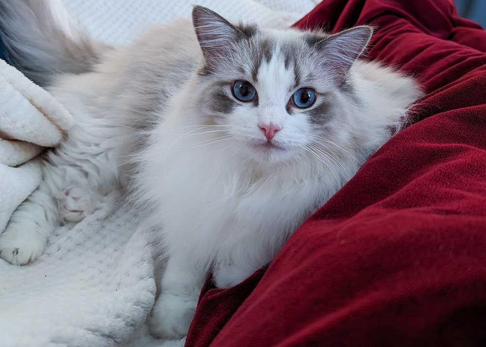 bella ragdoll cat