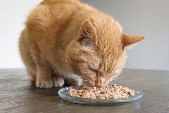A closer look at Cat Diet For Weight Loss And Energy