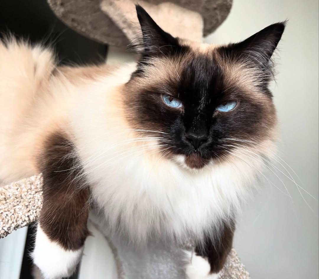 felix the ragdoll