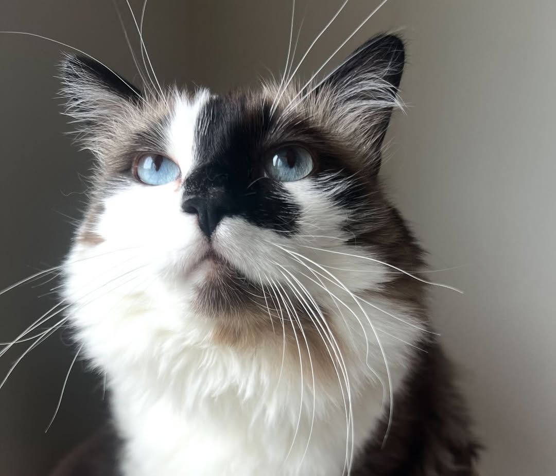 jibby the ragdoll