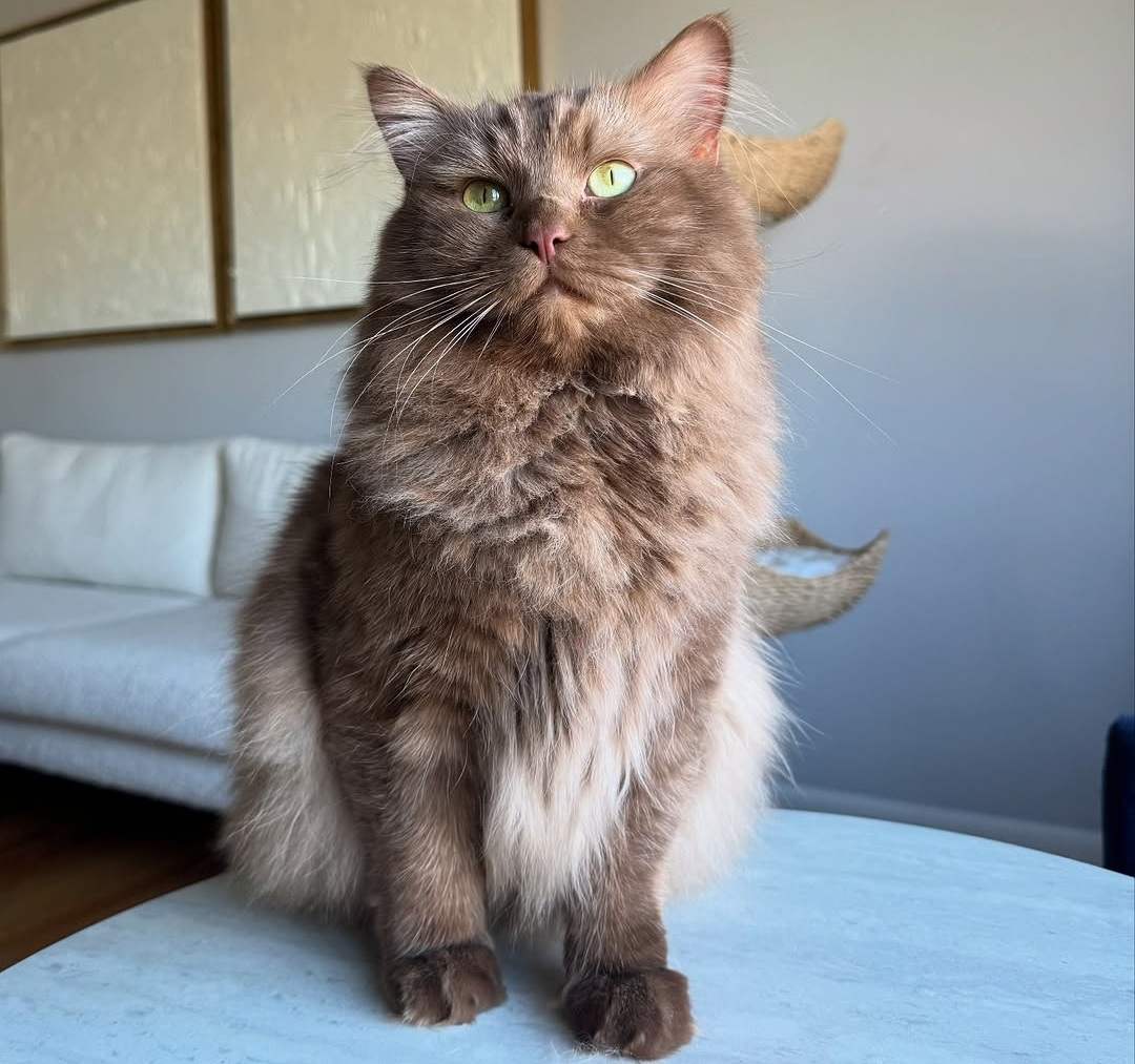 @norman_brown_ragdoll
