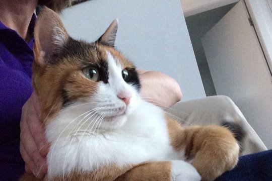 How to Hold a Cat Without Getting Scratched