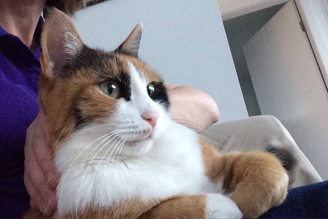 Estudo mostra que os gatos podem fazer ótimos animais de terapia também Estudo mostra que os gatos podem fazer ótimos animais de terapia também
