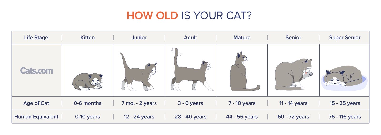 Cat Years Calculator Chart